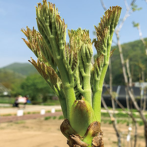 Wild Vegetable Research Institute of Gangwon State Agricultural Research and Extension Services Exports New Variety