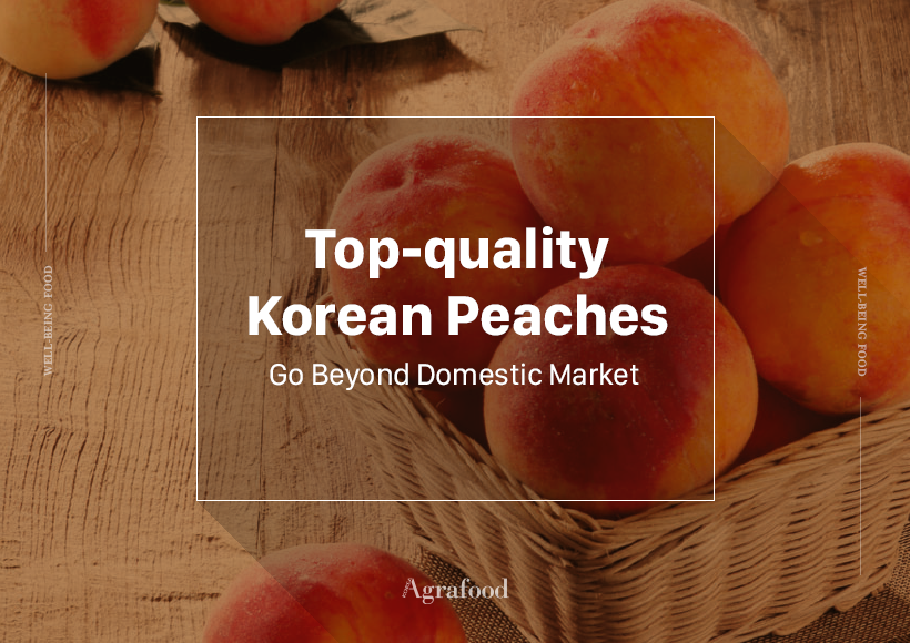 Topquality Korean Peaches Go Beyond Domestic Market 상세보기KFOOD NEWS KFOODTRADE