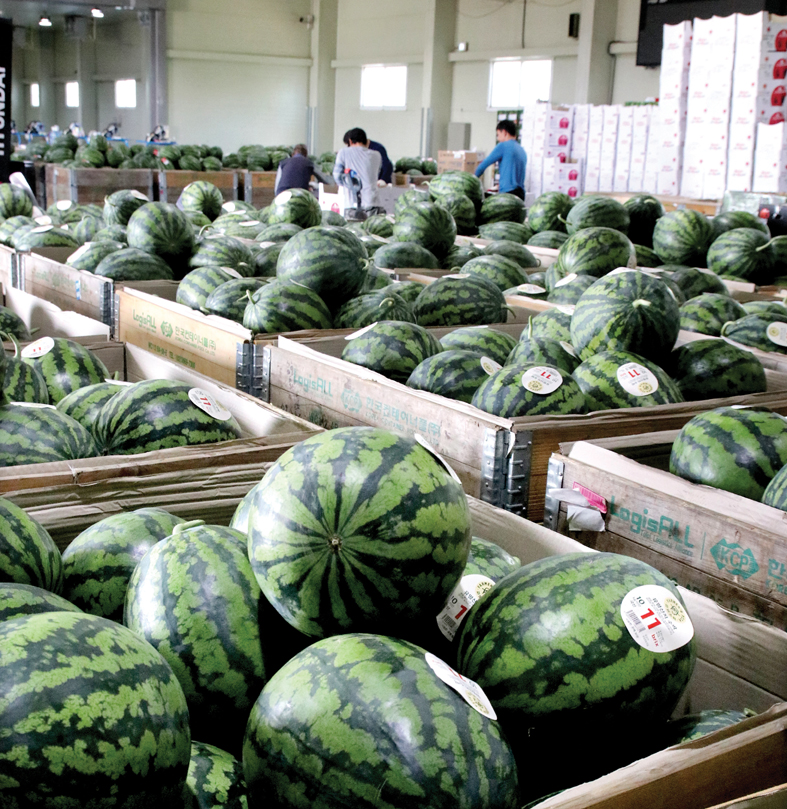 Farmtastic / Korea Colored Watermelon, Now It’s the Time for Global