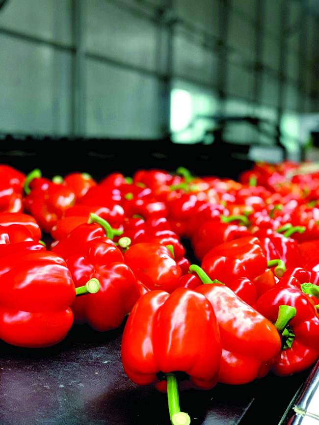 Farmtastic / Highquality Paprika produced by Optimal Environmental