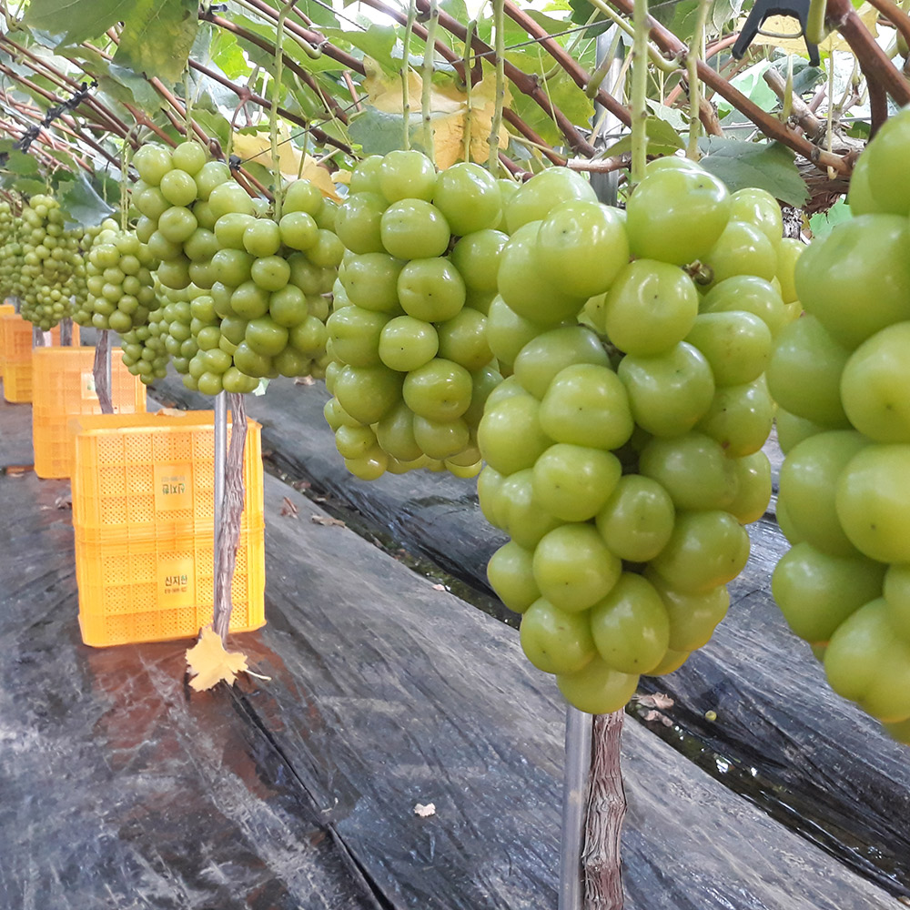 Grape Sunshine